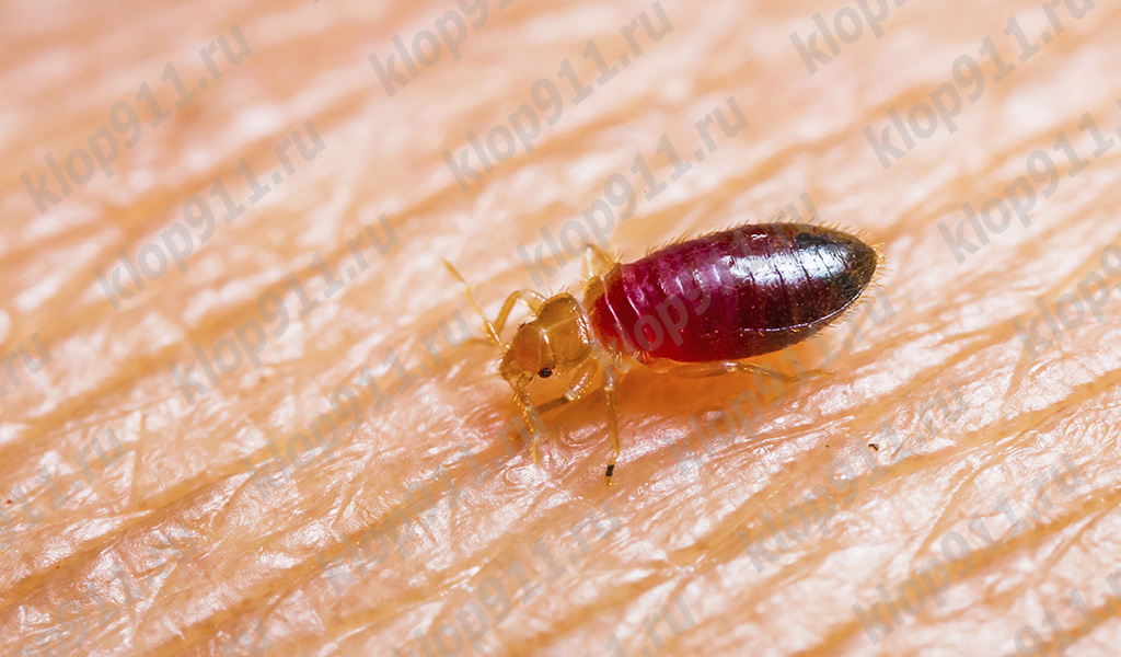 Larva de xinxes