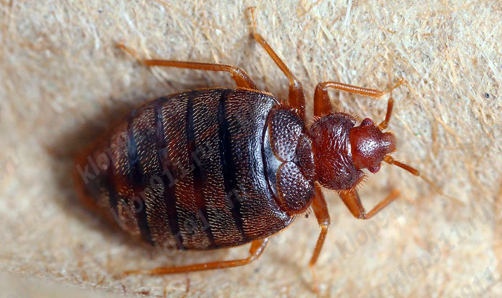 adult
