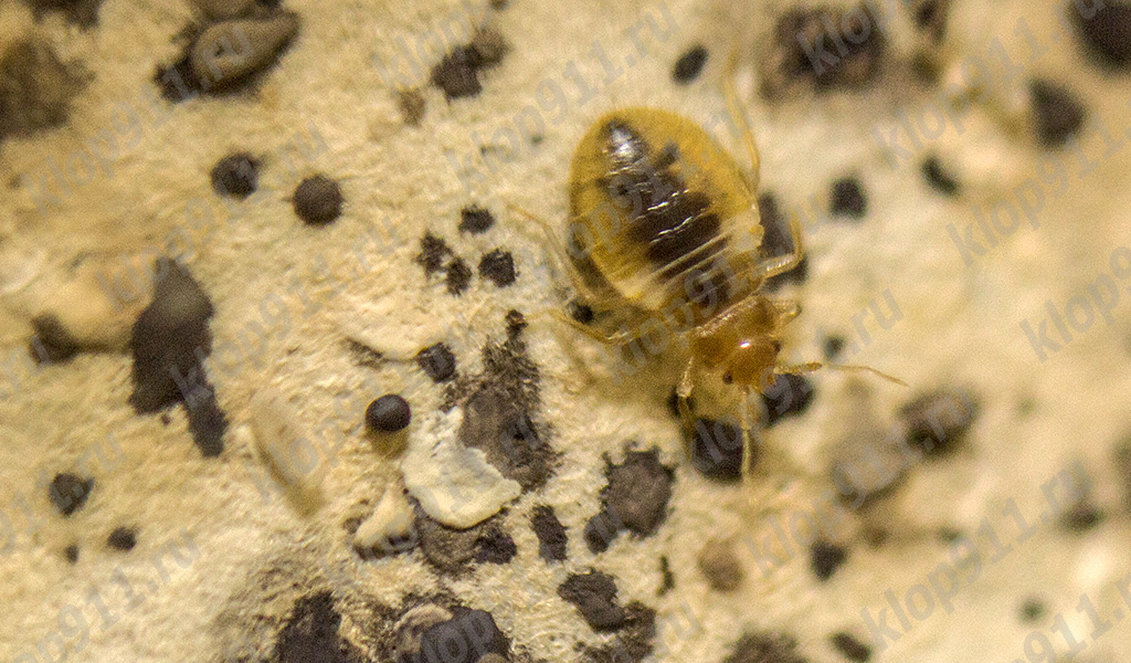 Larva de xinxes