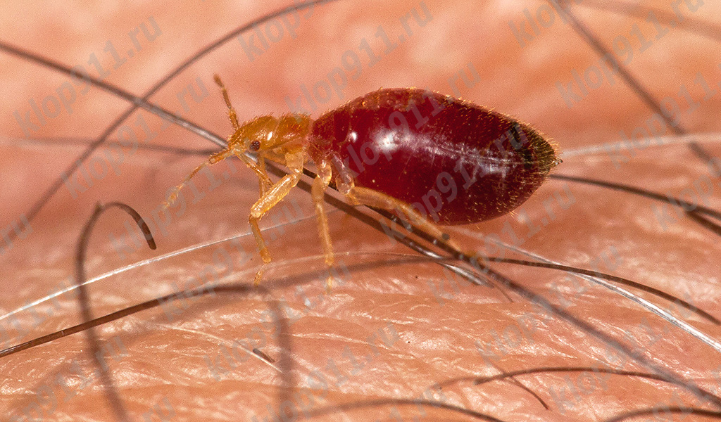 Larva de xinxes després de la saturació