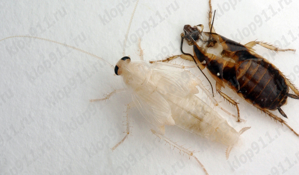 La panerola vermella muda