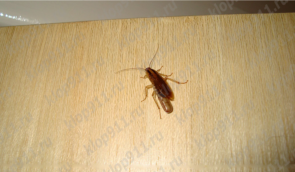 Panerola femella amb ou (ooteca)