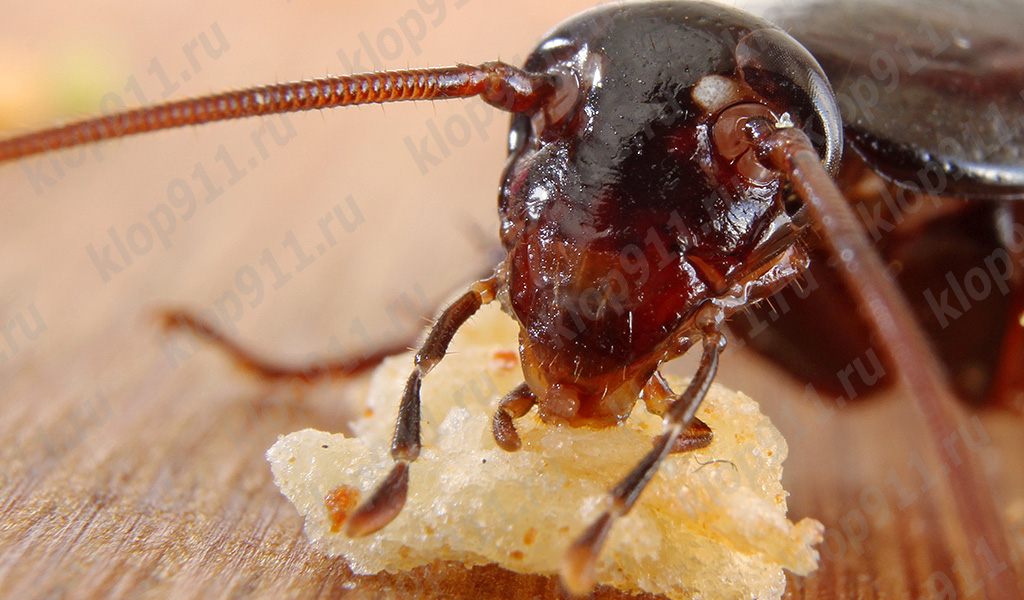 La panerola menja pa (foto macro)