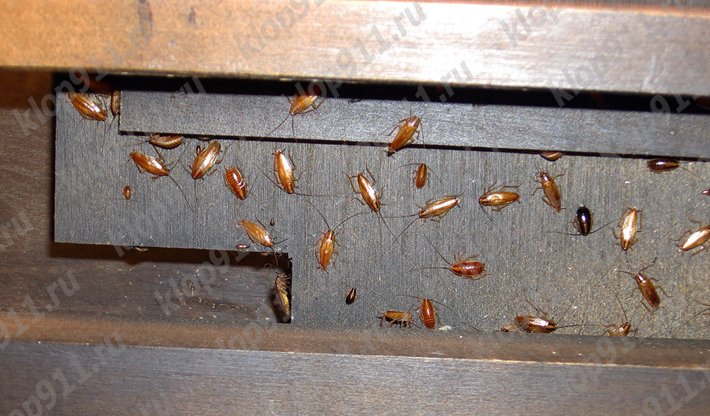 Niu de paneroles vermelles als mobles