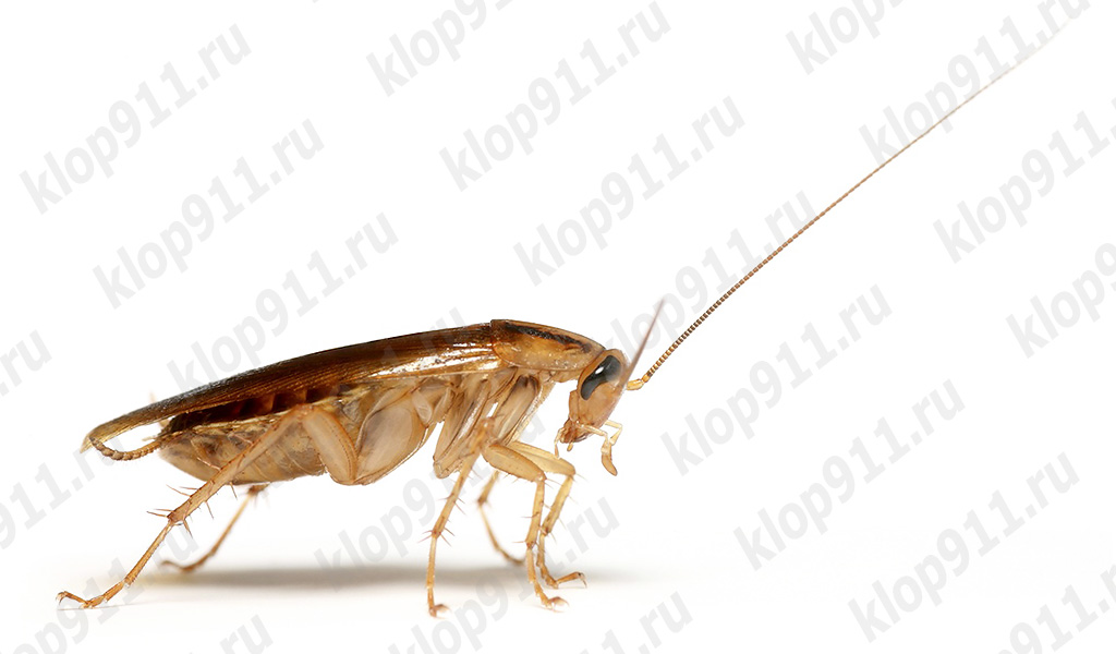 La panerola ha perdut les seves antenes
