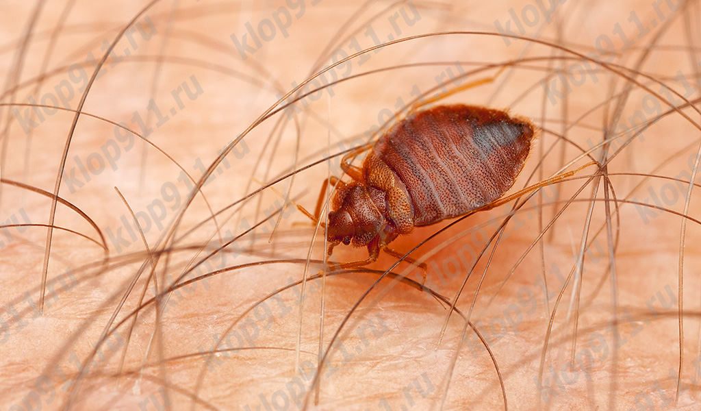El insecto hace varias picaduras a la vez.