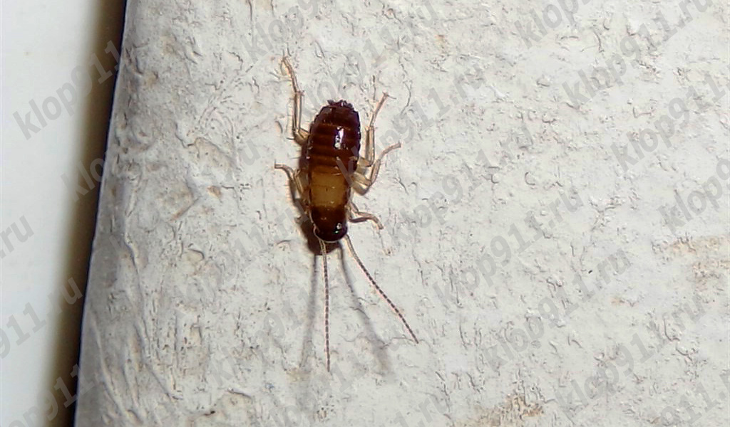 La ninfa de la cucaracha no tiene alas