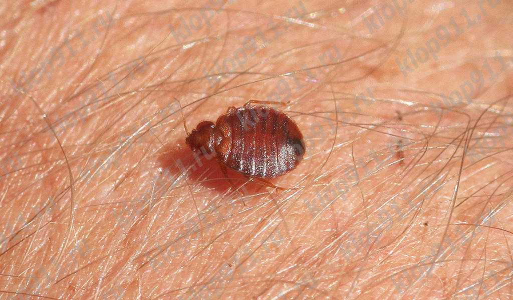 Lutikas valmistub hammustama