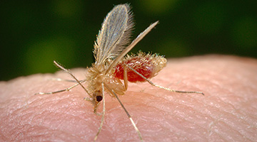 Insekti