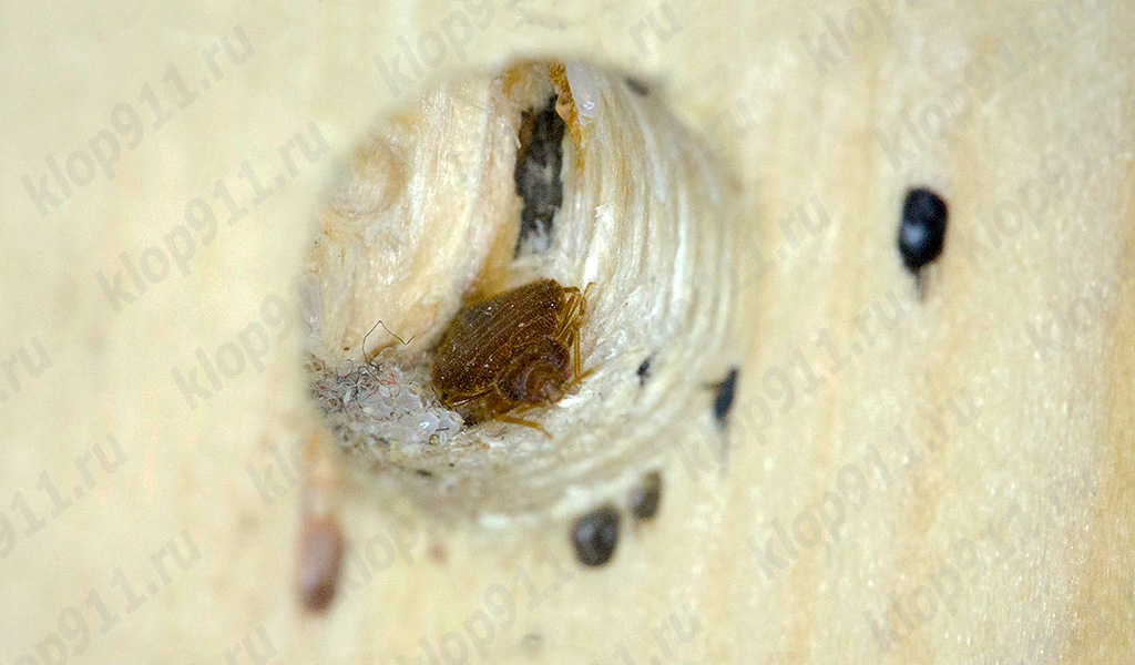 blakių lizdas balduose