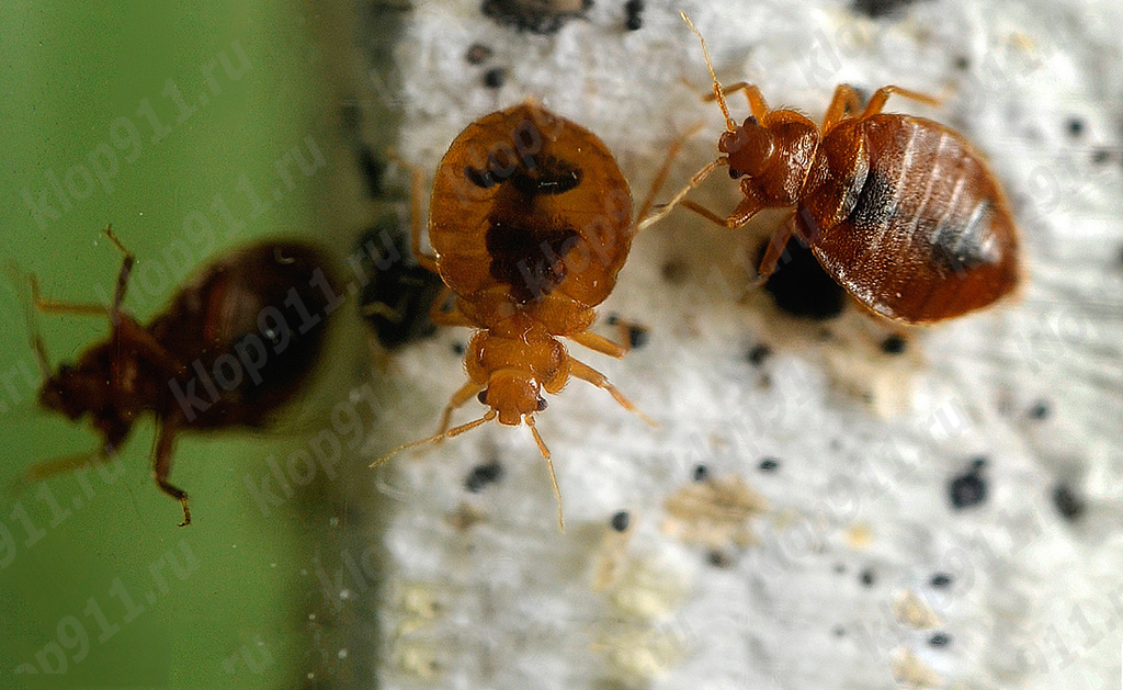 Blakės ant čiužinio