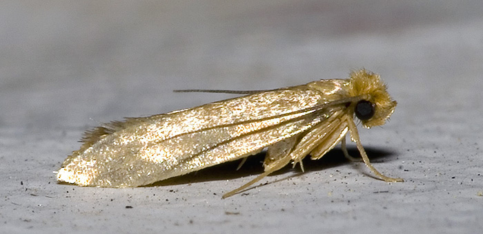 apgamas