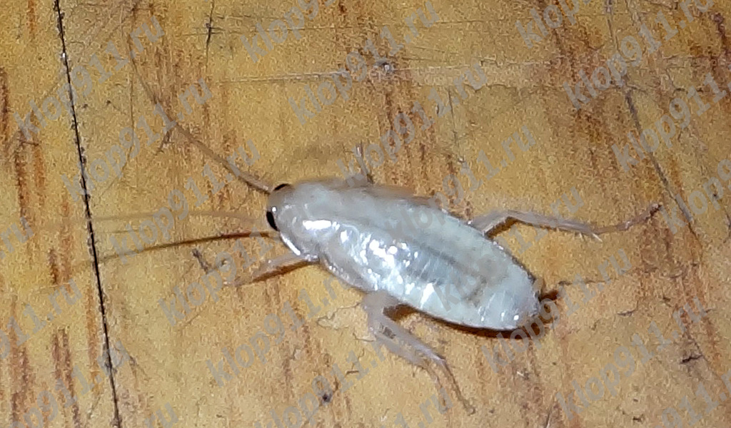 albinosas tarakonas