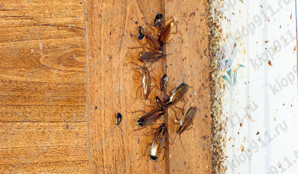 Bakterijos ant tarakonų pėdų