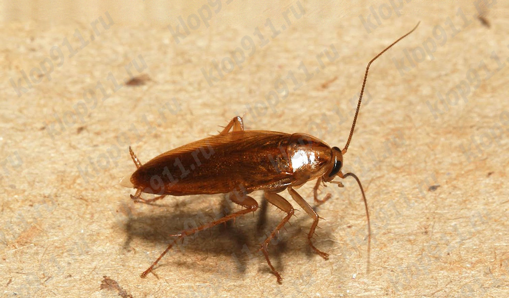 raudonas tarakonas