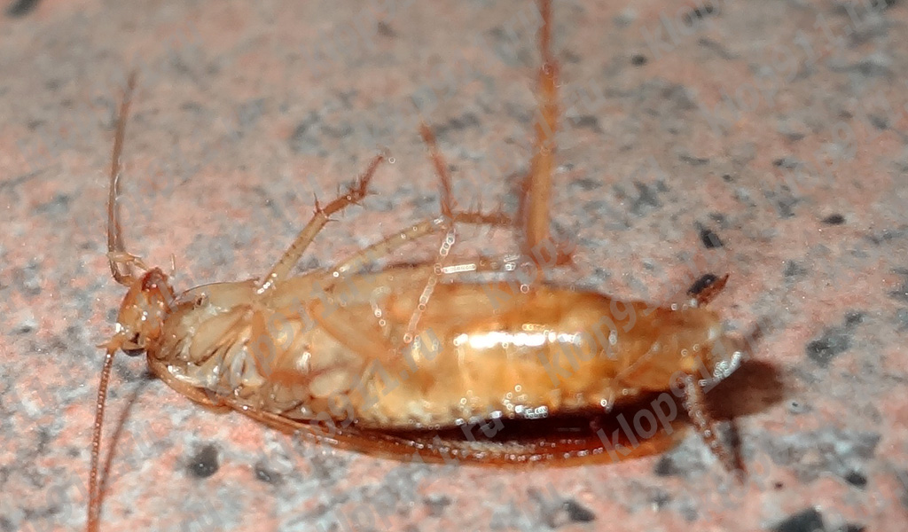 negyvas tarakonas