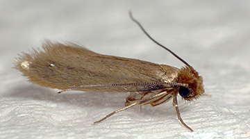 apgamas